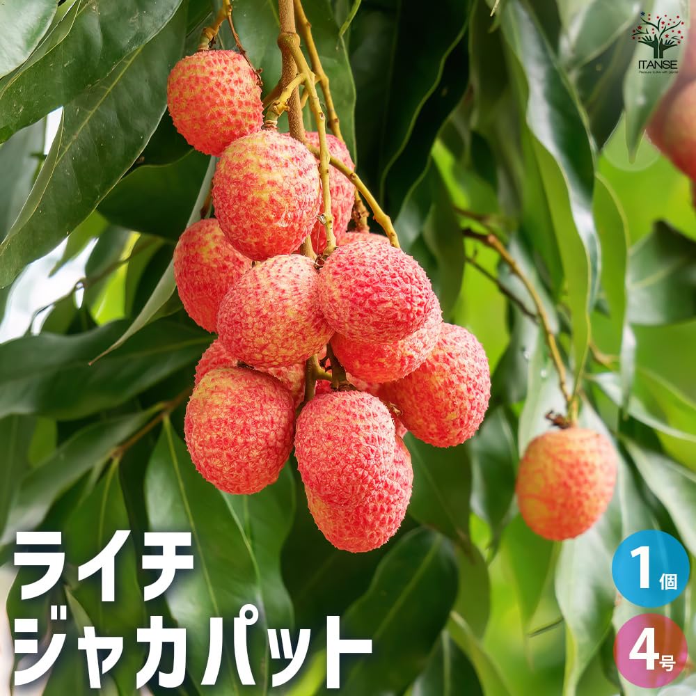 ライチ苗 取木苗 4年 取木苗 チャカパット 結実歴有 ライチ苗木（チャカパット）4年もの（取り木苗木） : 国産ライチ